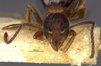 Media type: image;   Entomology 23352 Aspect: head frontal view